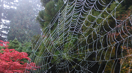 Spiderweb raindrops