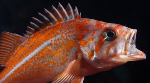 Image of a fish (vermilion rockfish)