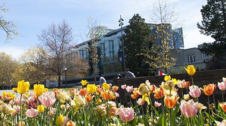 Tulips in front of Koerner Library